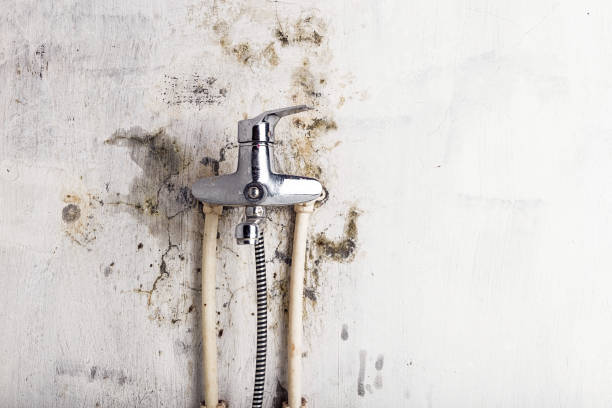 Best Post-Flood Mold Remediation in Kenova, WV