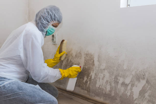 Best Bathroom Mold Remediation in Kenova, WV
