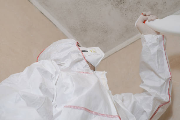 Best Attic Mold Remediation in Kenova, WV