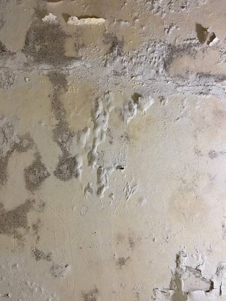 Best Crawl Space Mold Remediation in Kenova, WV