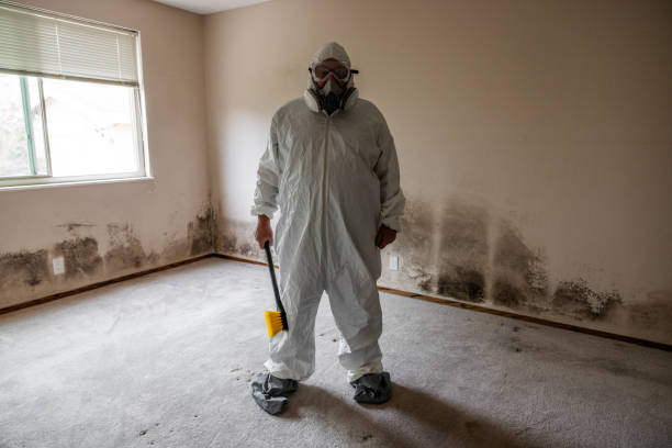 Best Commercial Mold Remediation in Kenova, WV