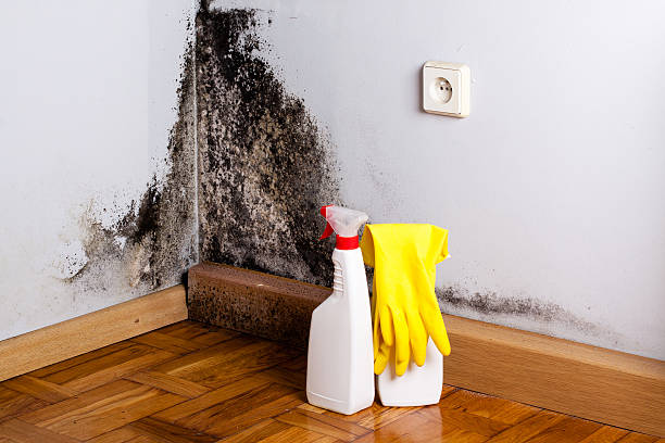 Best HVAC Mold Remediation in Kenova, WV
